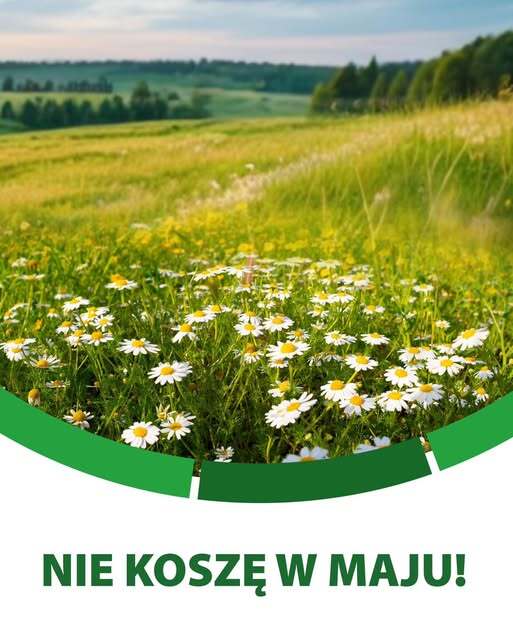 Nie koszę w maju